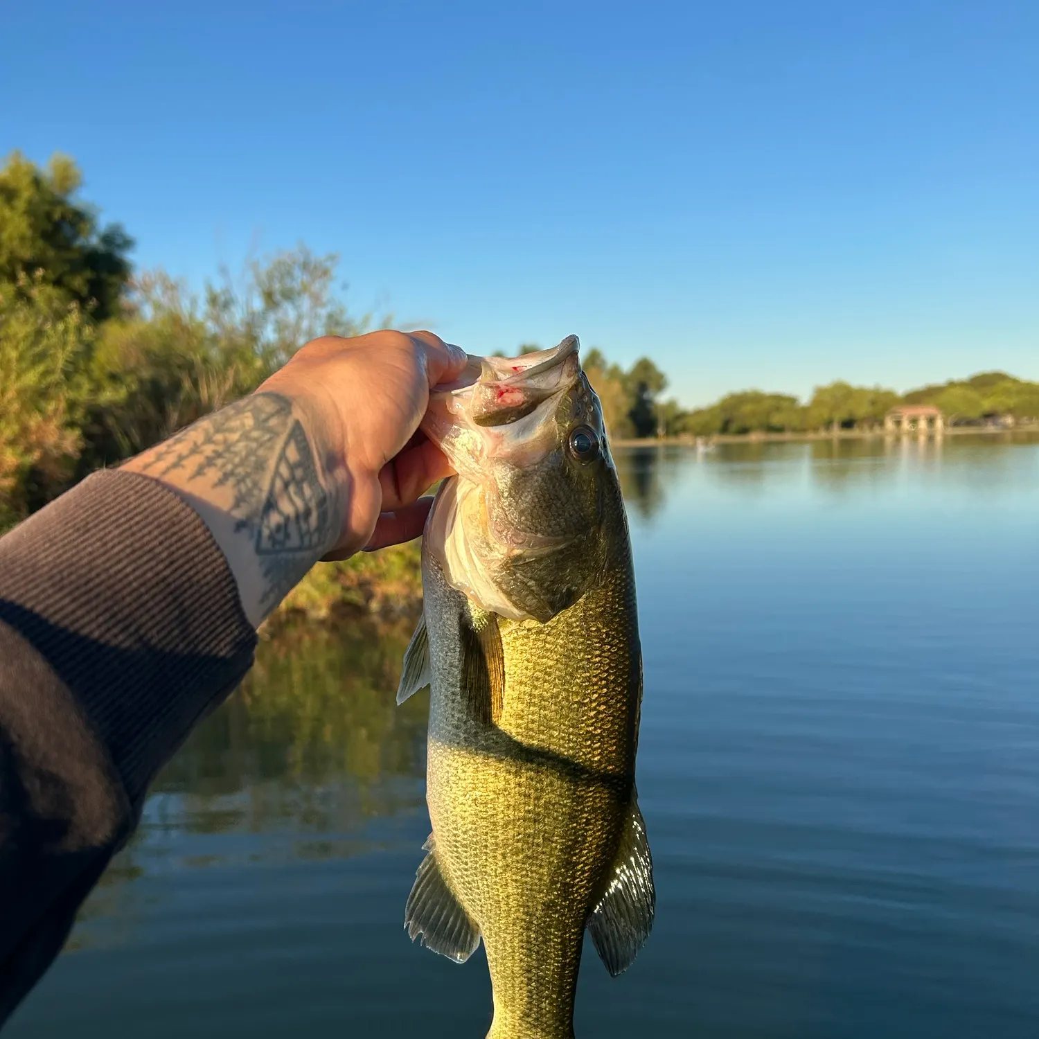 Largemouth bass caught on Fishbrain