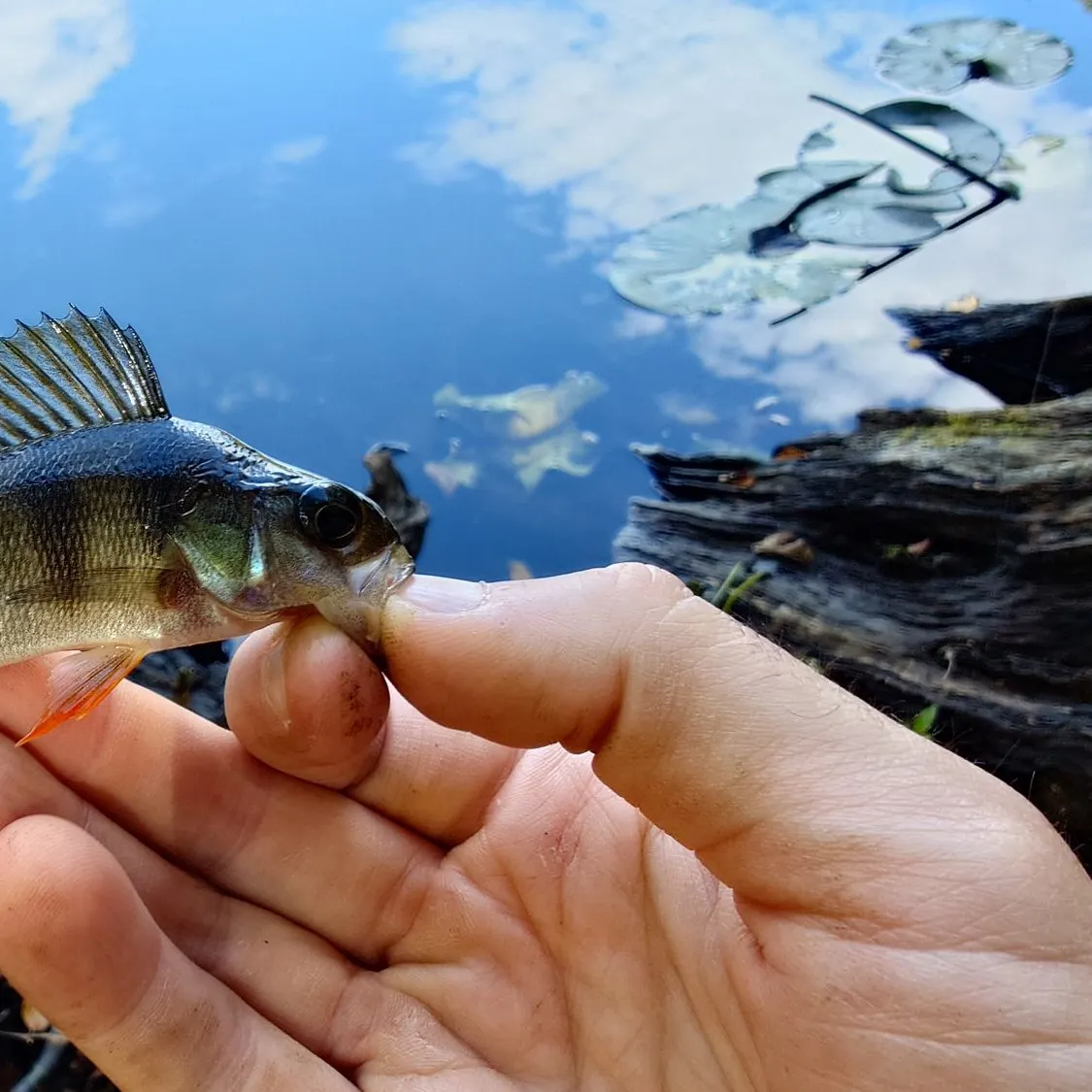 European perch caught on Fishbrain