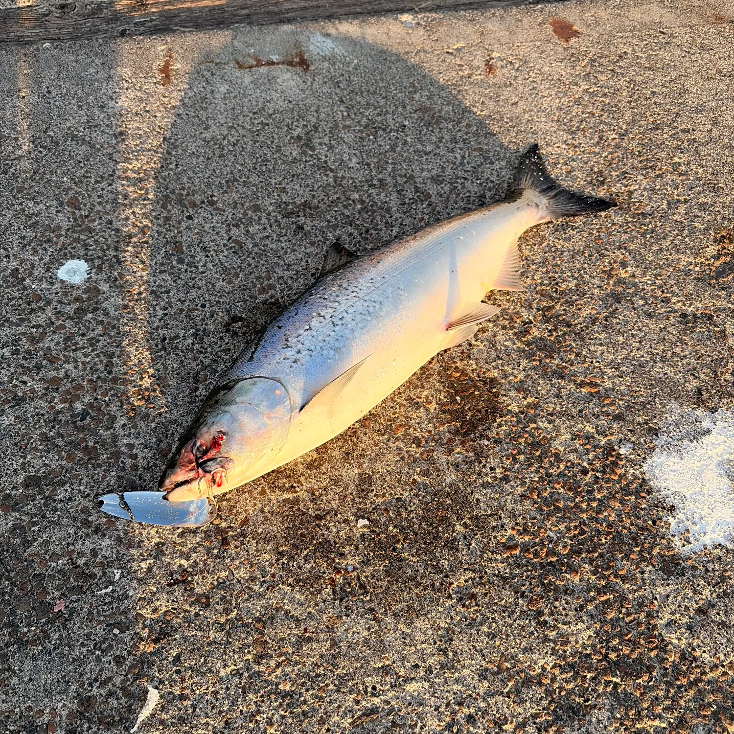 Chinook salmon caught on Fishbrain