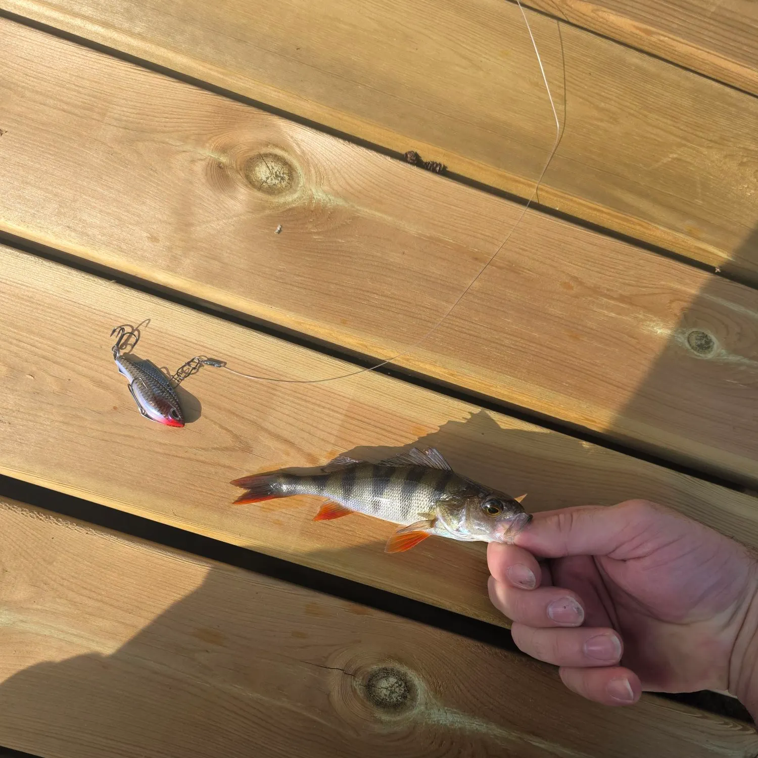European perch caught on Fishbrain