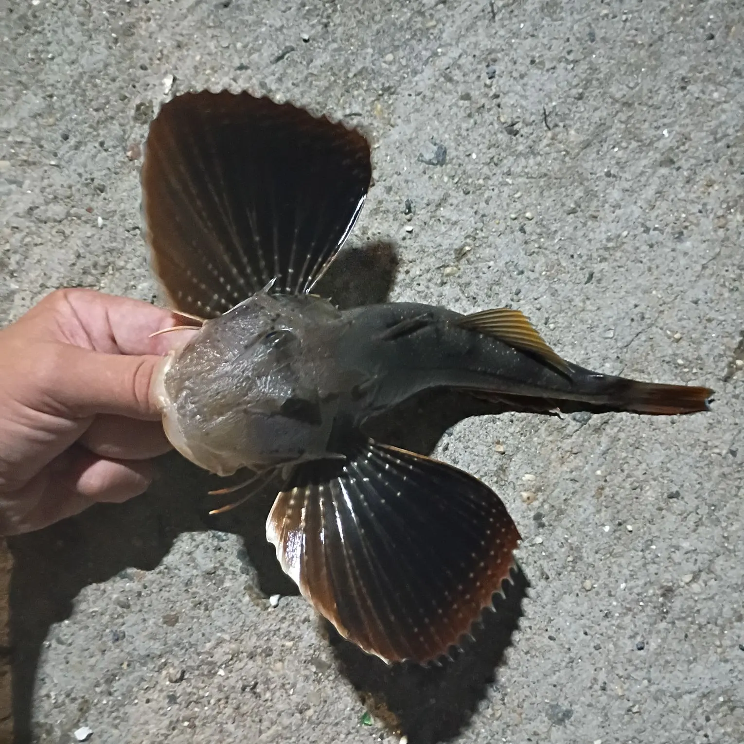 Striped searobin caught on Fishbrain