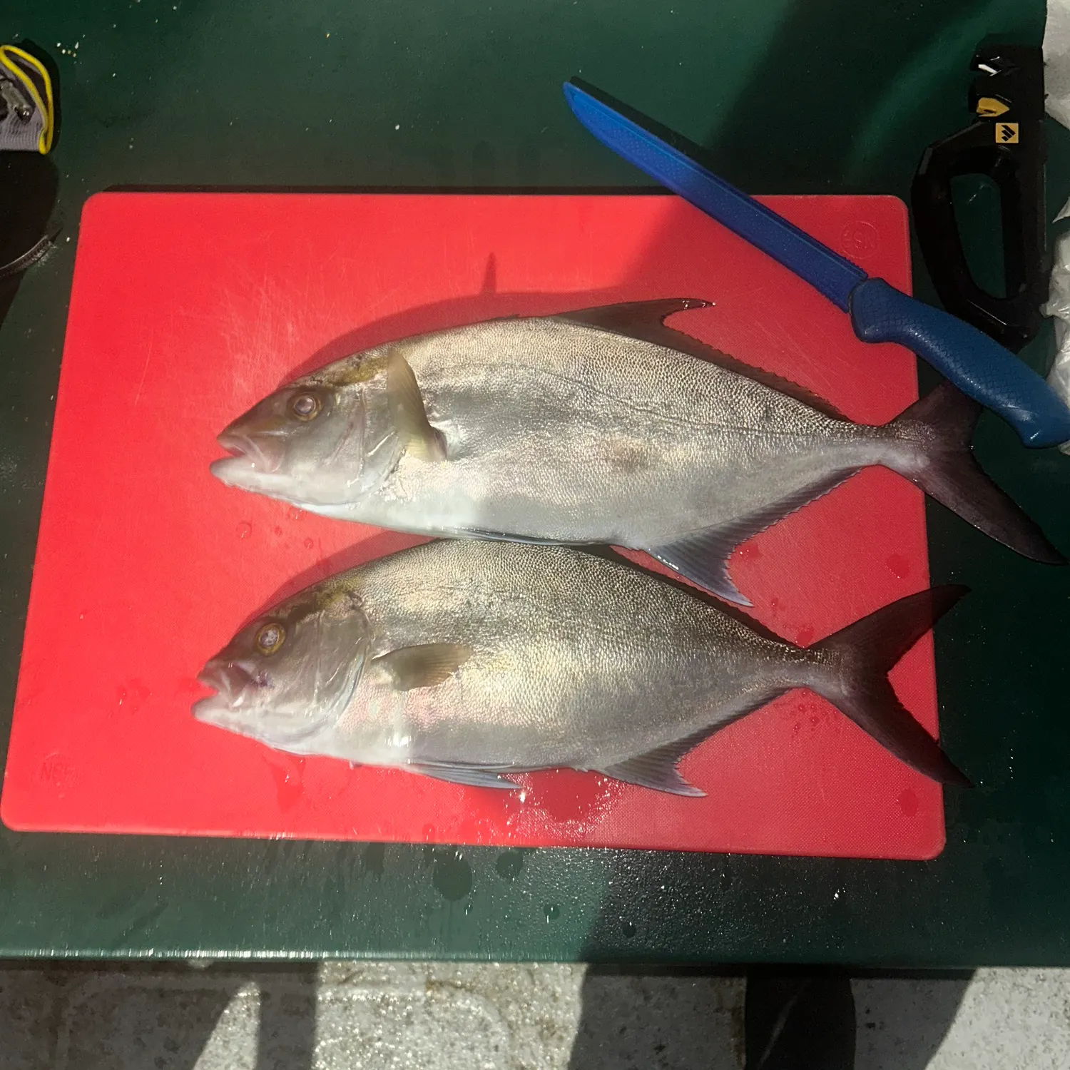 The most recent Almaco jack catches on Fishbrain