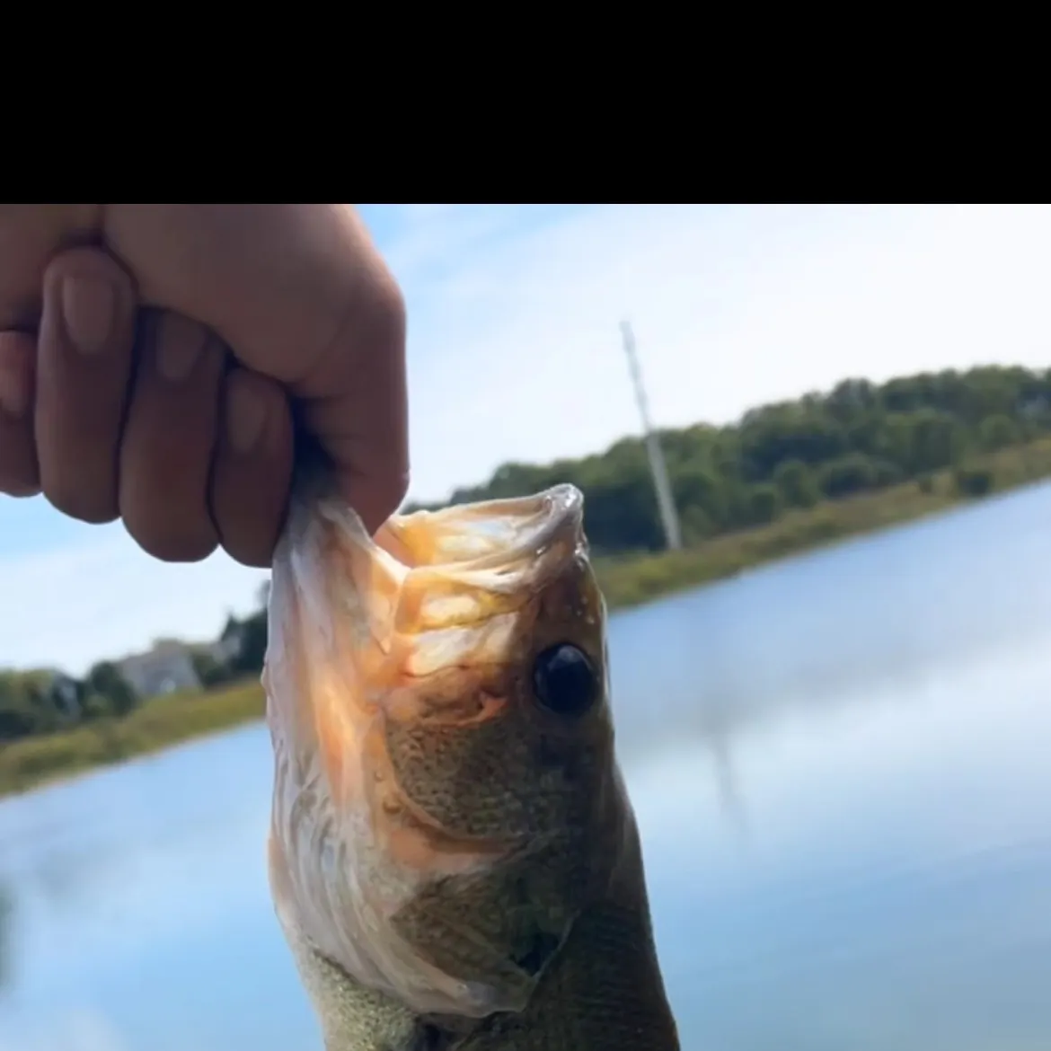 Largemouth bass caught on Fishbrain