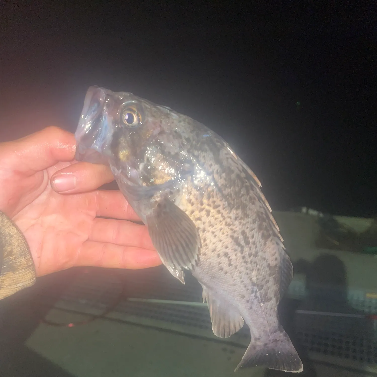 The most recent Japanese white seaperch catches on Fishbrain