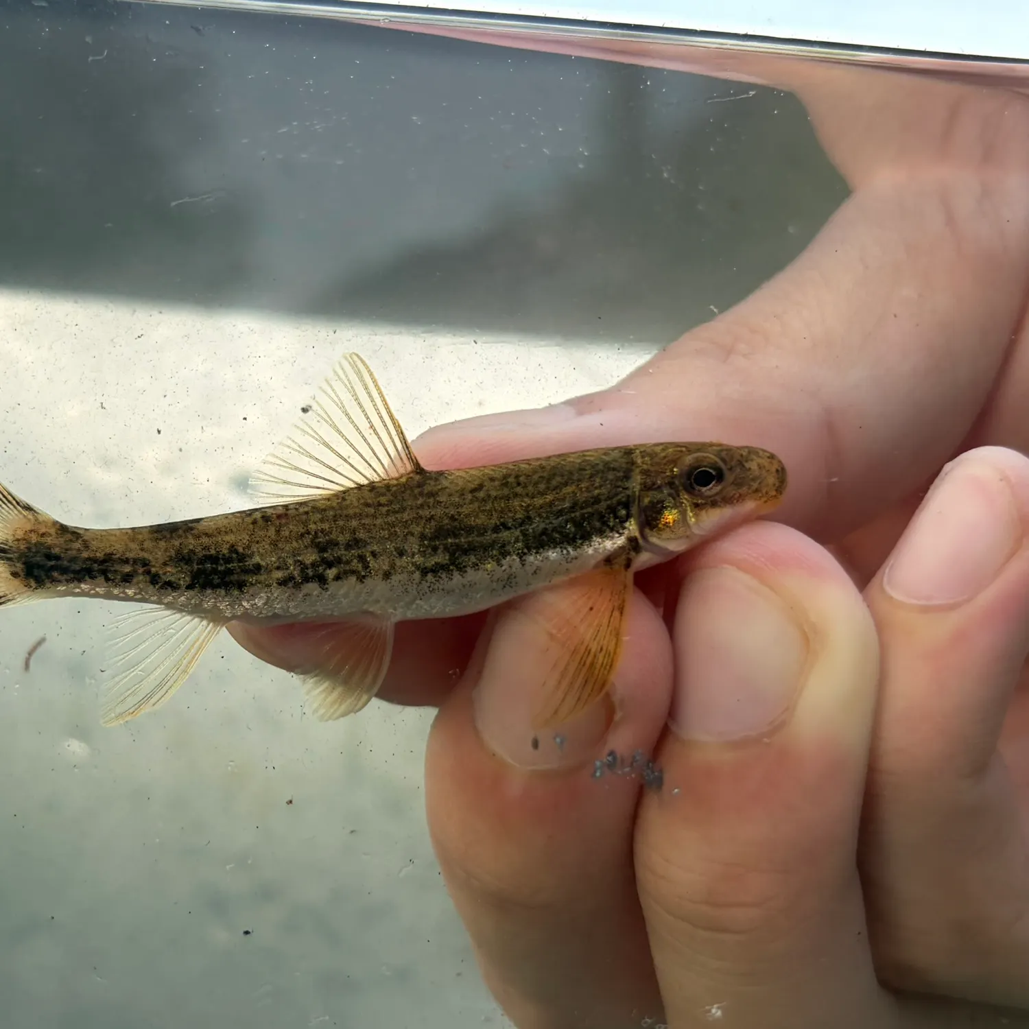 The most recent Torrent sucker catches on Fishbrain
