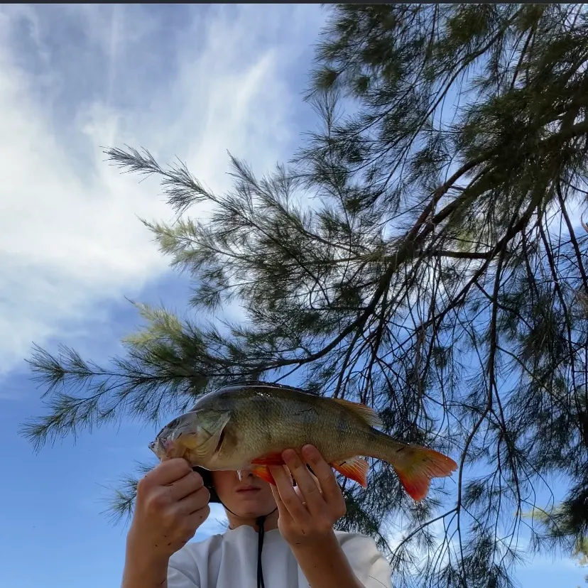 The most recent European perch catches on Fishbrain
