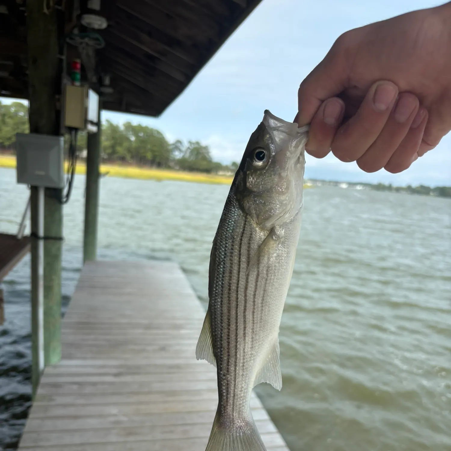 Striped bass caught on Fishbrain