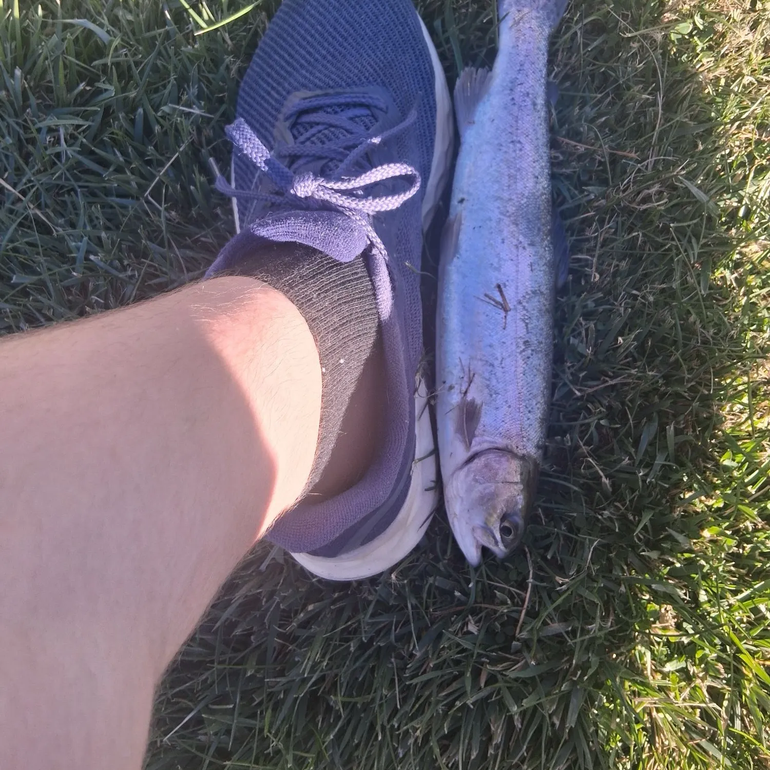 Rainbow trout caught on Fishbrain