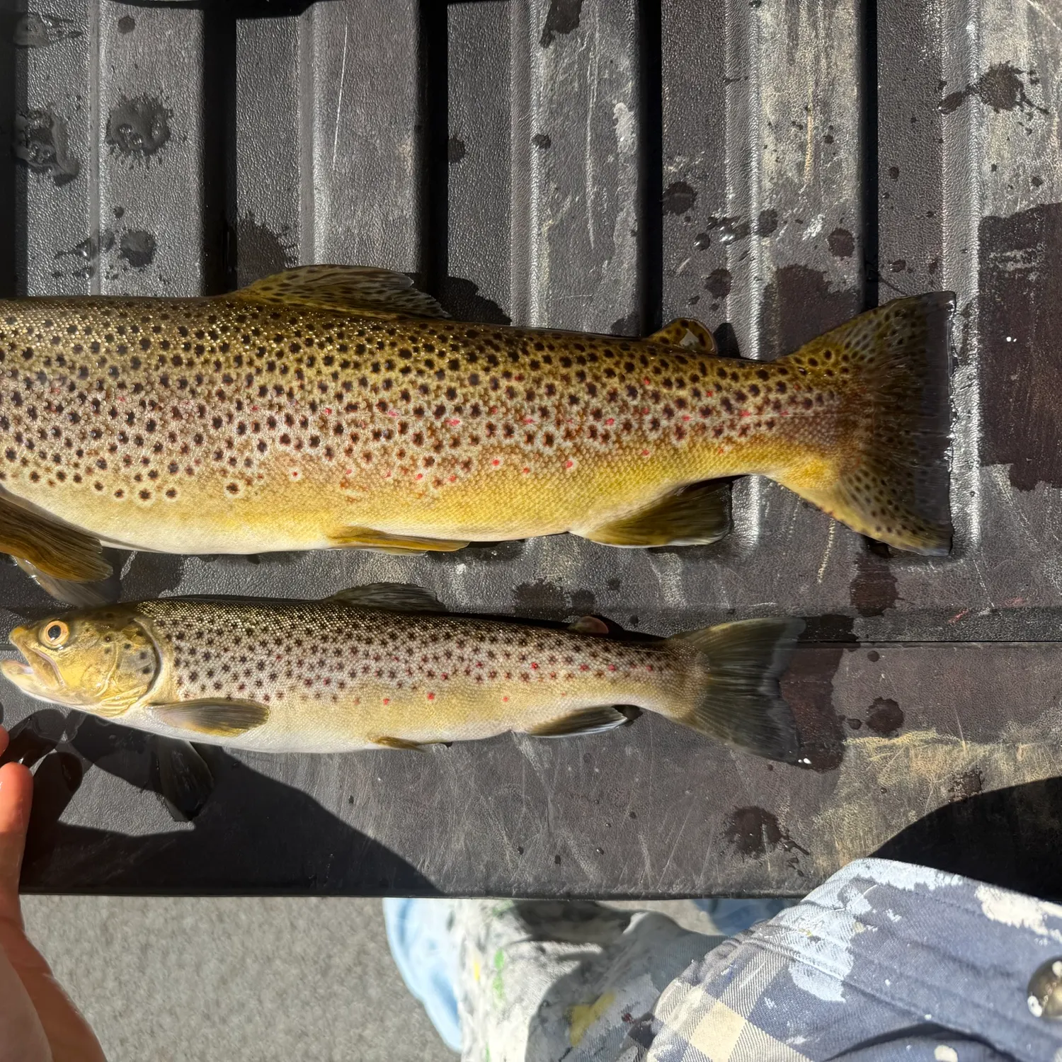 Brown trout caught on Fishbrain