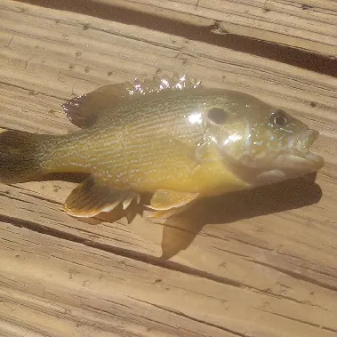 Green sunfish caught on Fishbrain