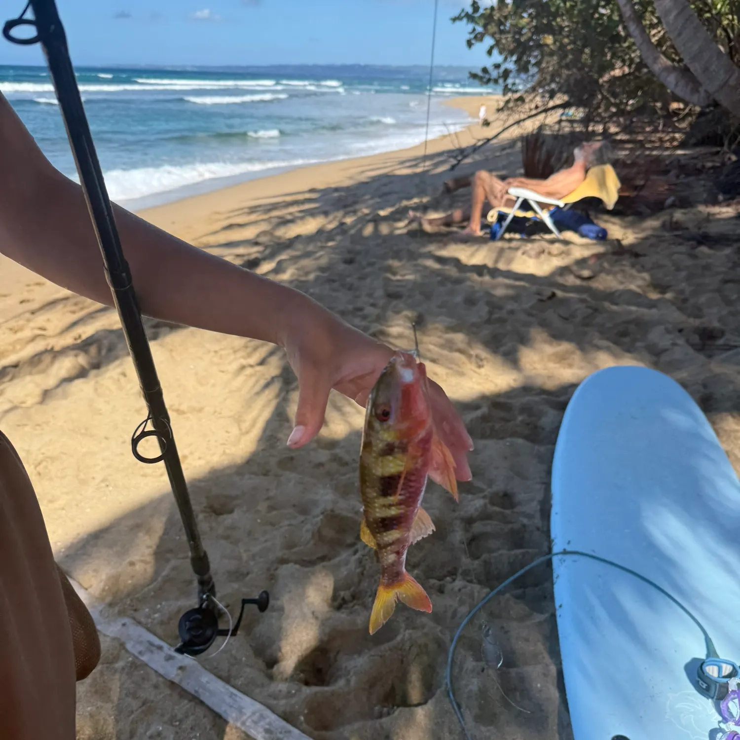 The most recent Red mullet catches on Fishbrain