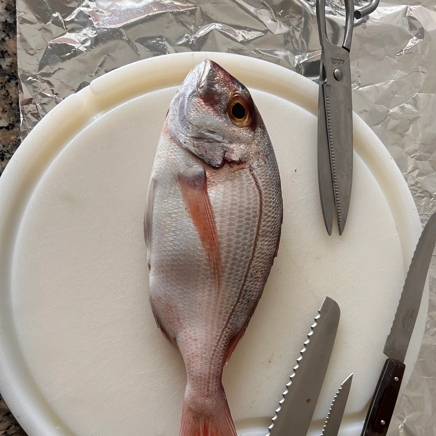 Northern red snapper caught on Fishbrain