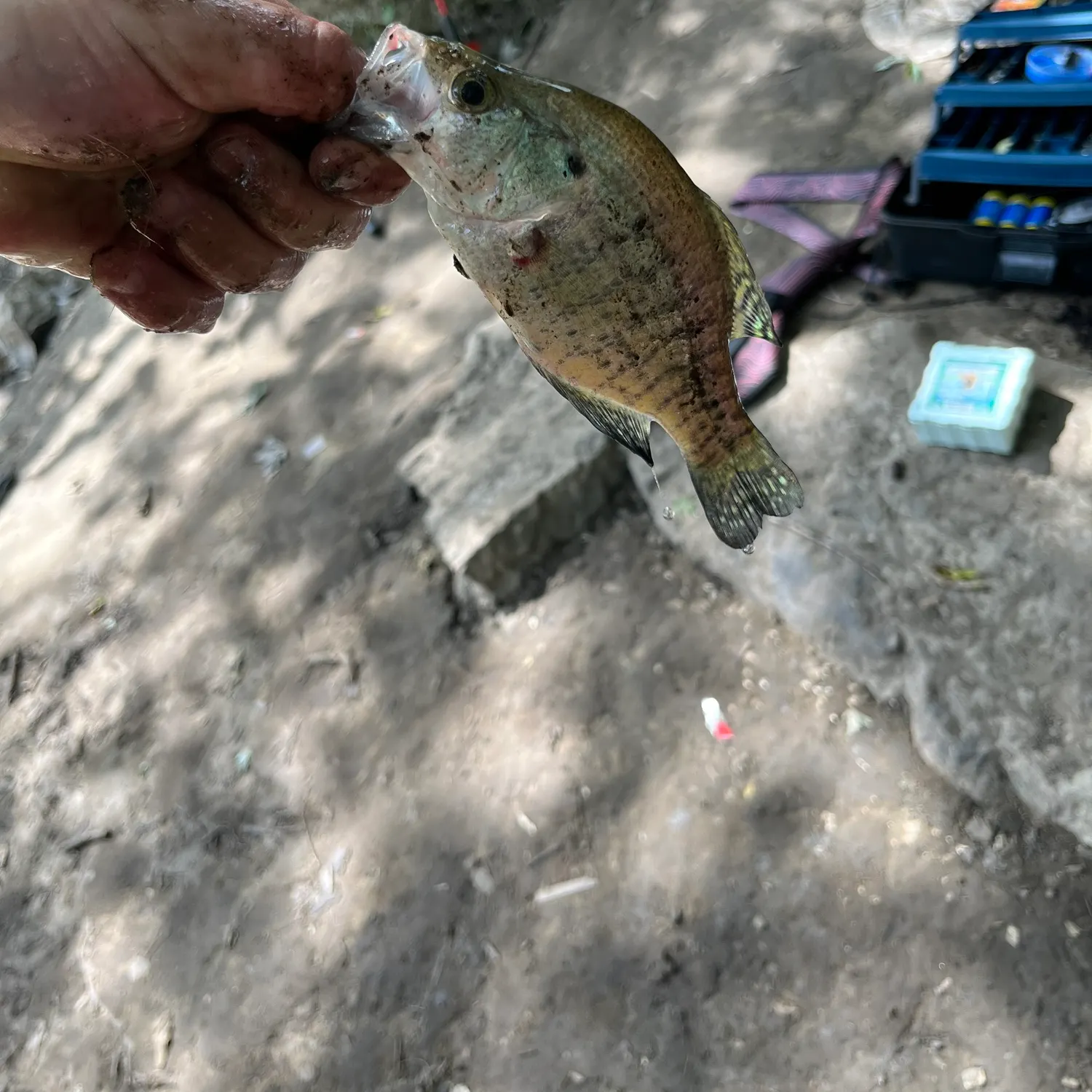 White crappie caught on Fishbrain