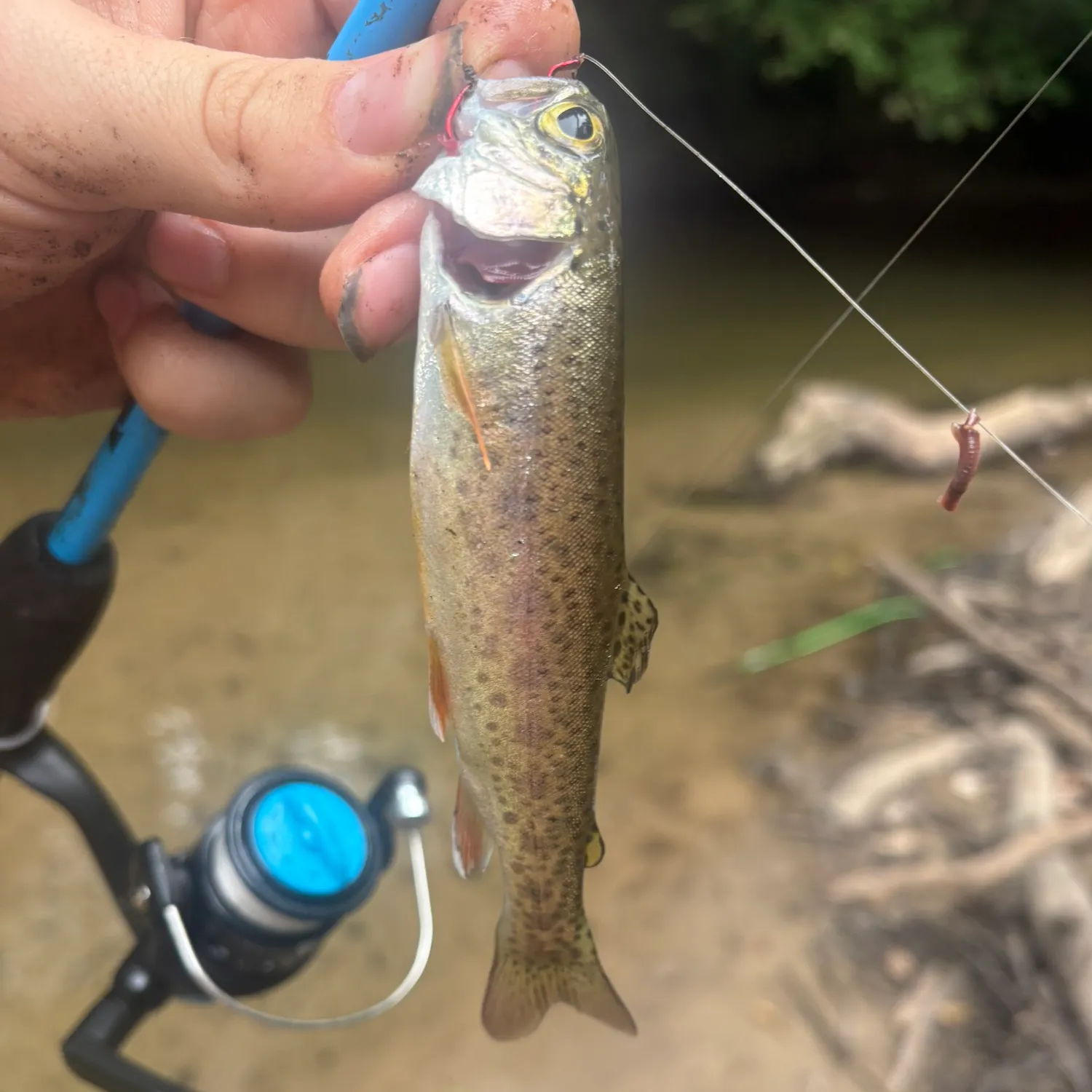 Steelhead caught on Fishbrain