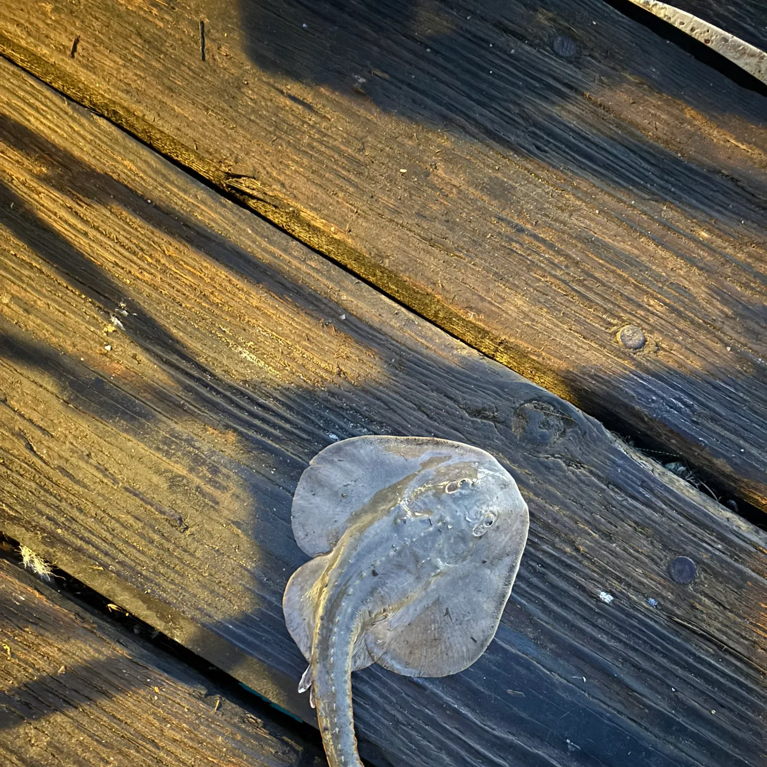 Thornback guitarfish caught on Fishbrain
