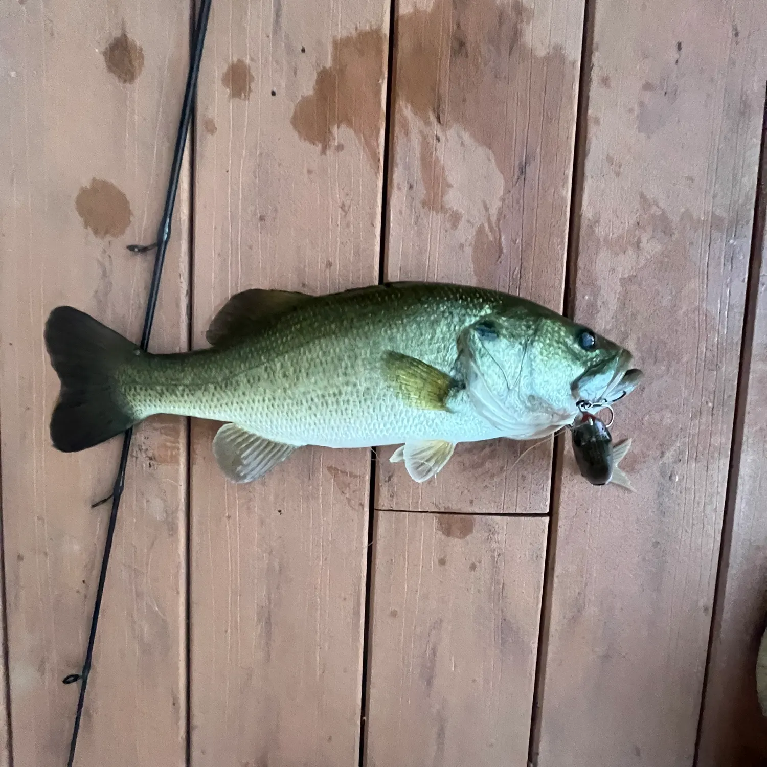 Largemouth bass caught on Fishbrain