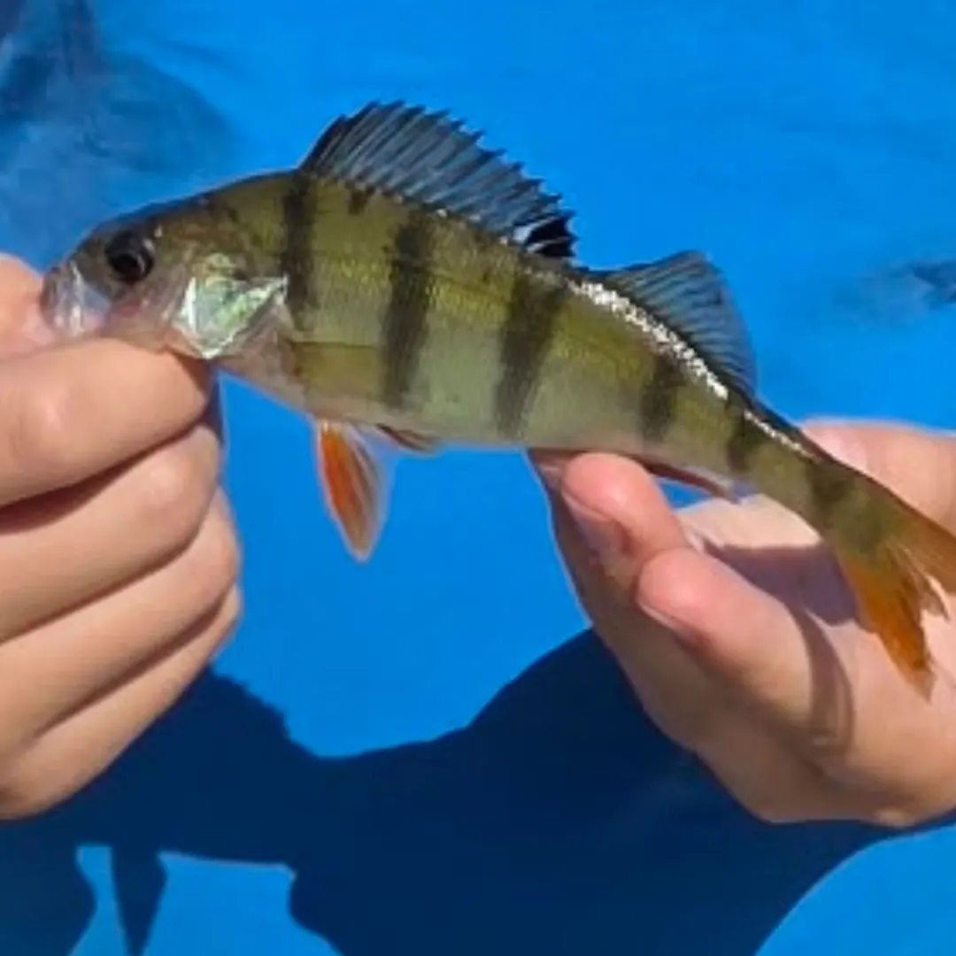European perch caught on Fishbrain