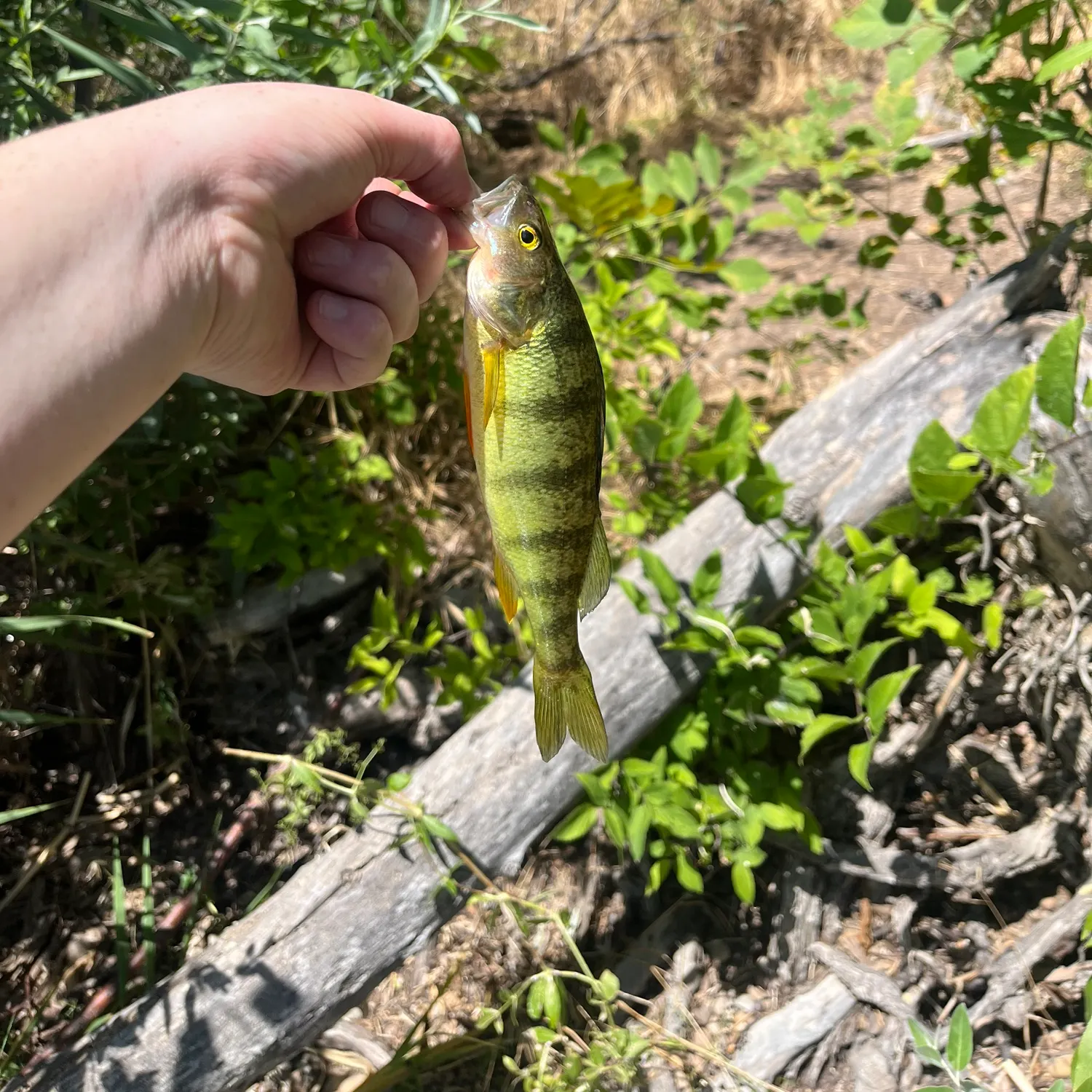The most recent Yellow perch catches on Fishbrain