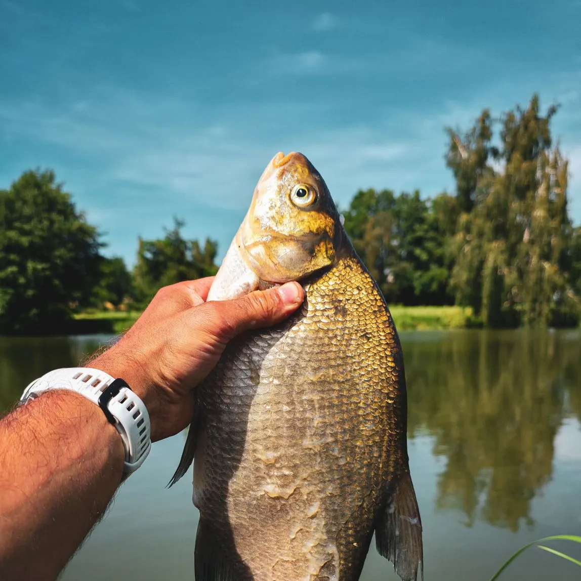 Common bream caught on Fishbrain