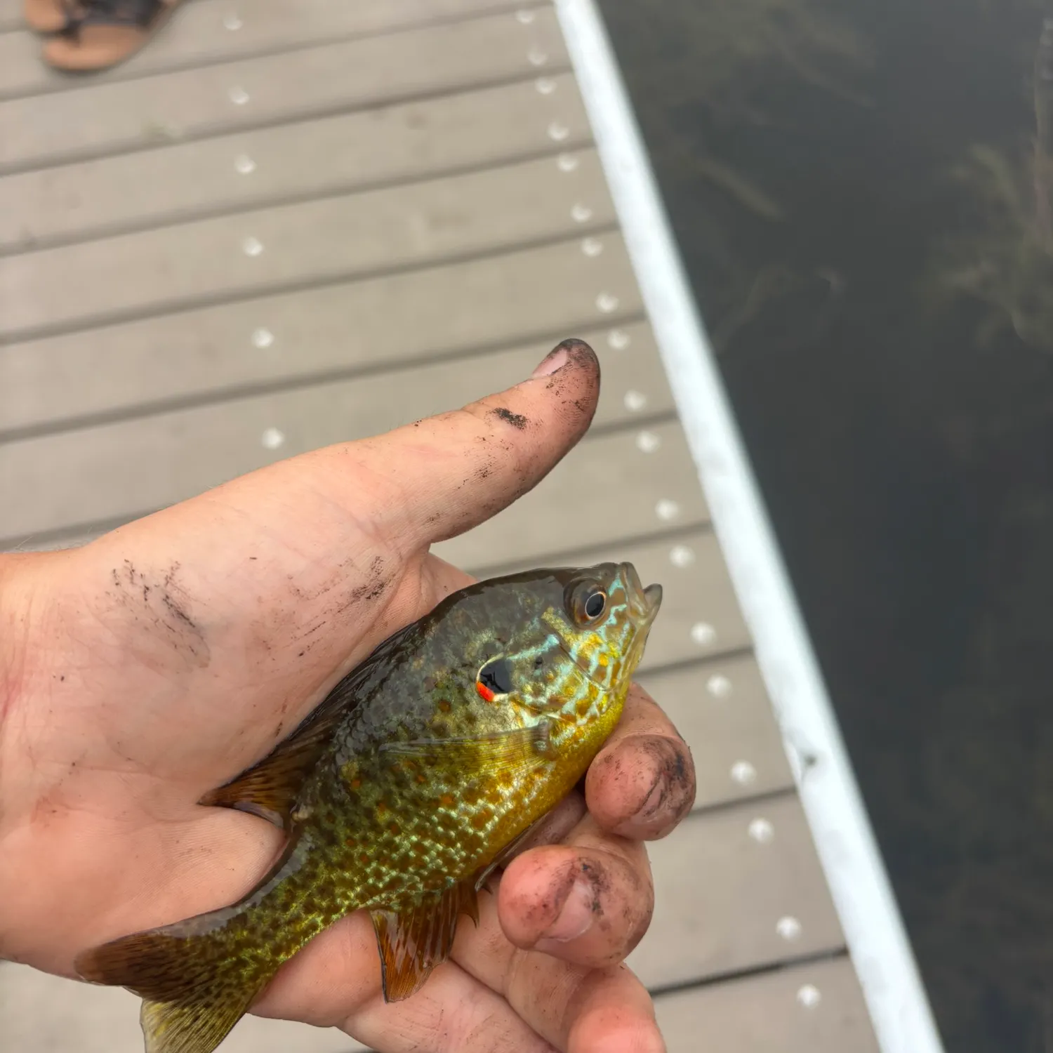 Redear sunfish caught on Fishbrain