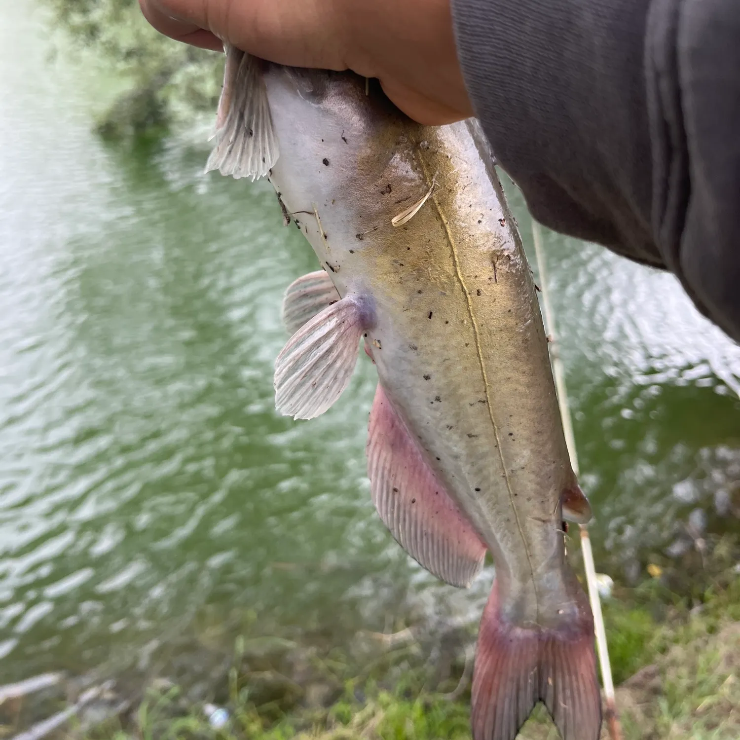 Channel catfish caught on Fishbrain