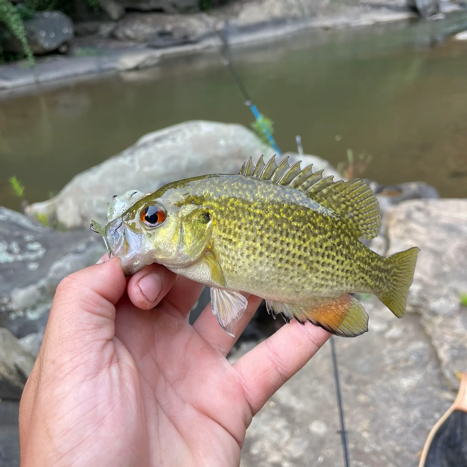 Rock bass caught on Fishbrain