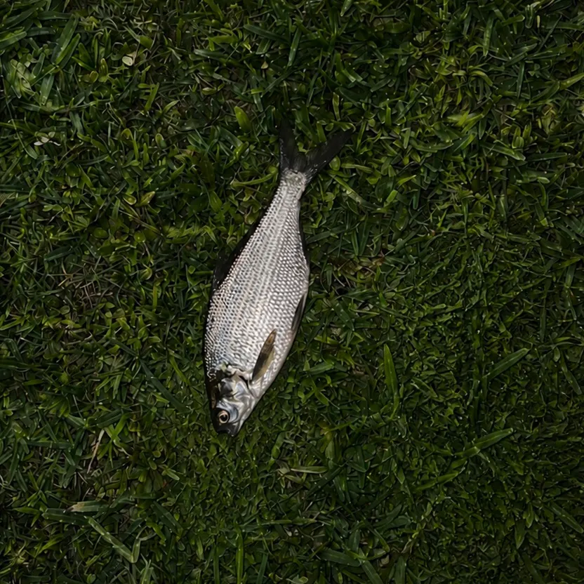 The most recent American gizzard shad catches on Fishbrain
