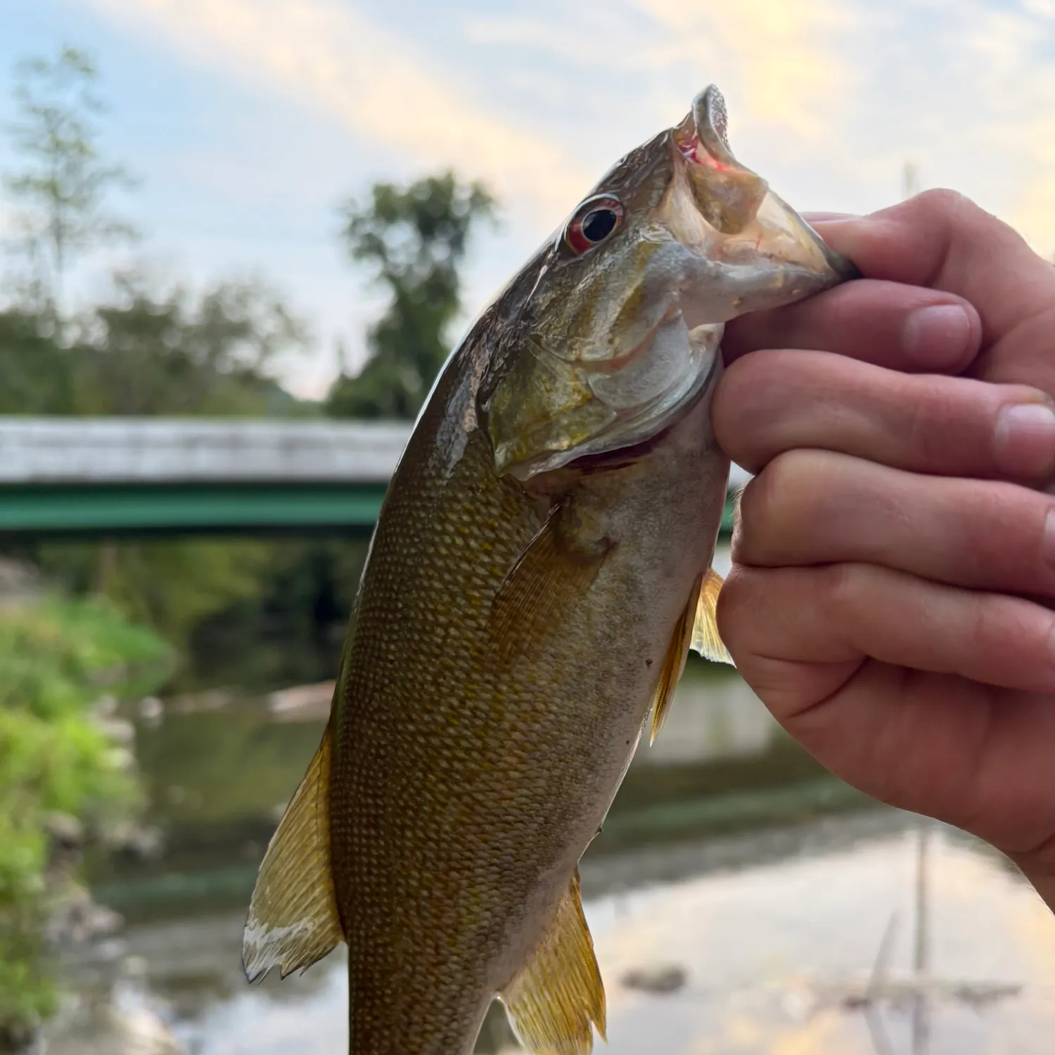 Smallmouth bass caught on Fishbrain