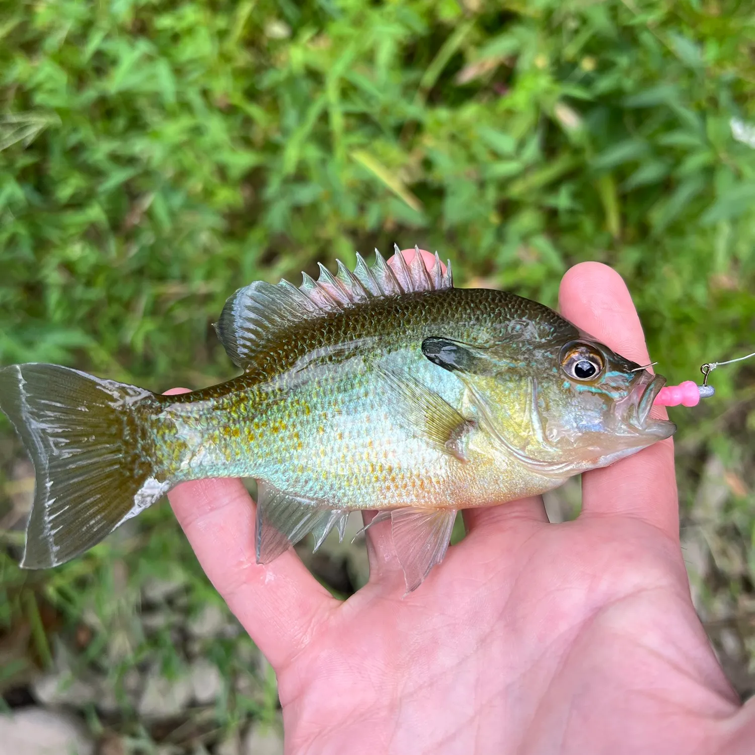 Redbreast sunfish caught on Fishbrain