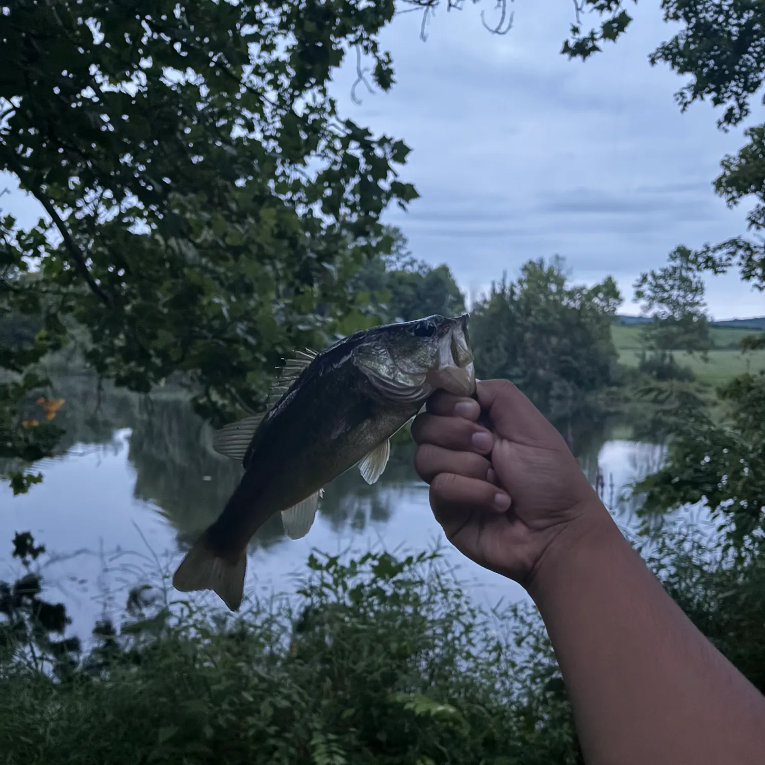 Largemouth bass caught on Fishbrain