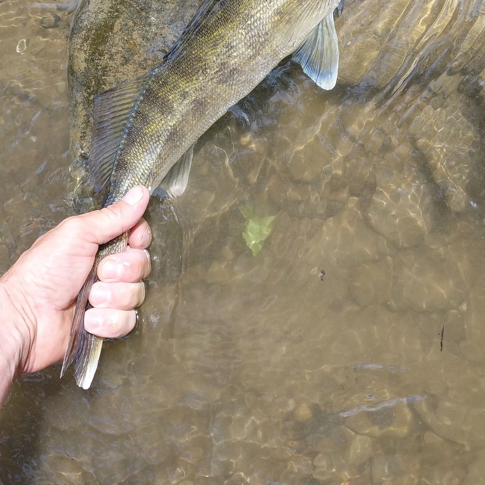 Walleye caught on Fishbrain