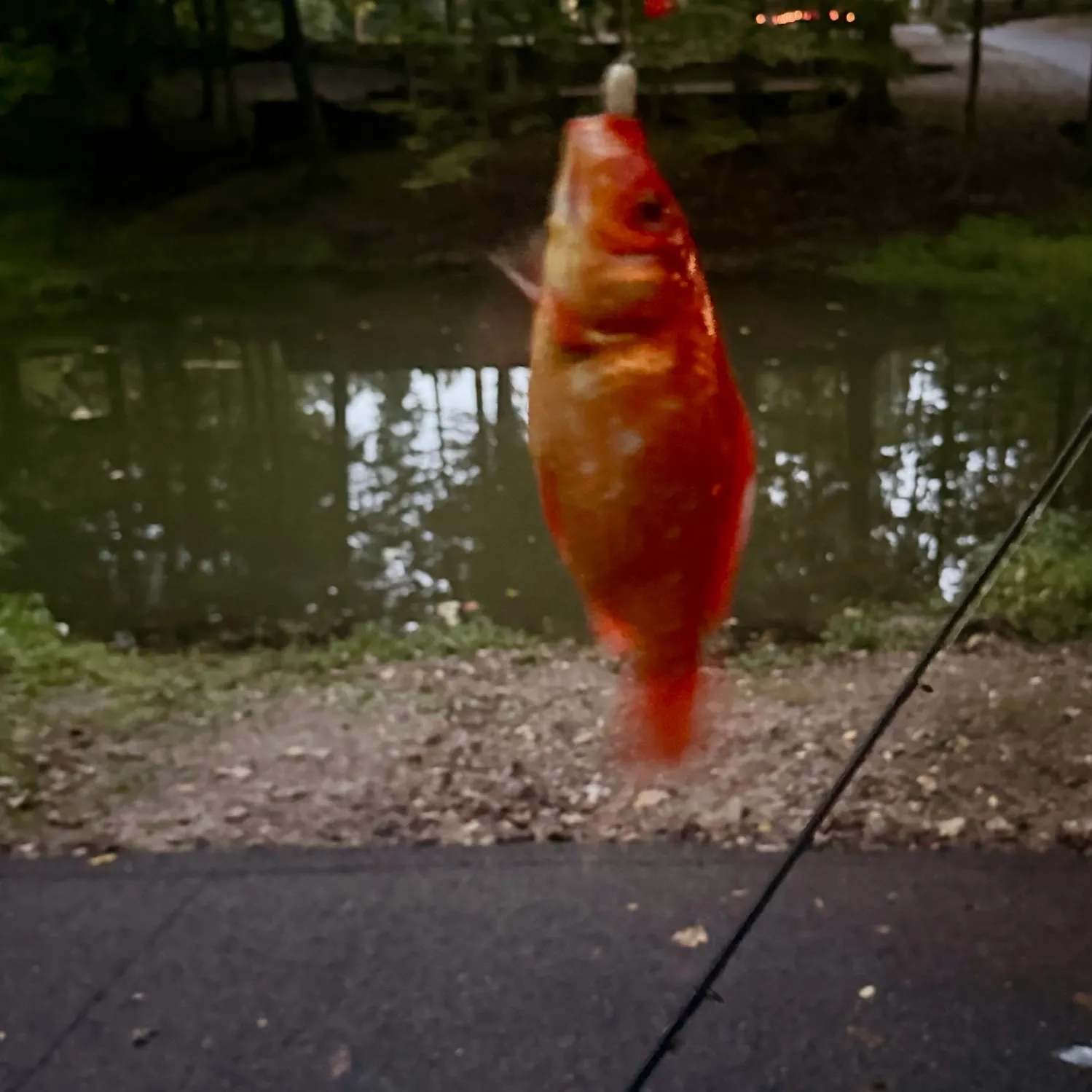 Goldfish caught on Fishbrain