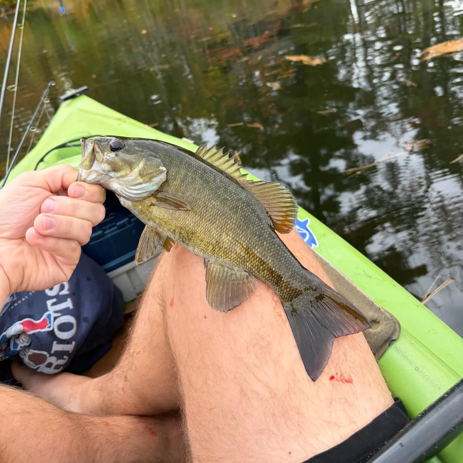 Smallmouth bass caught on Fishbrain