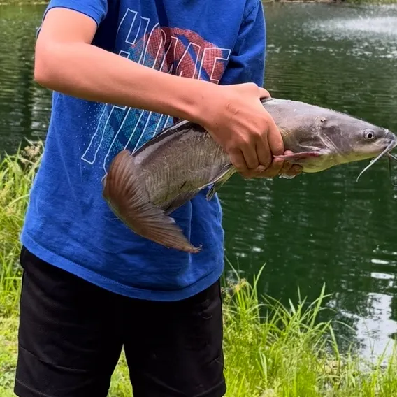 The most recent White bullhead catches on Fishbrain