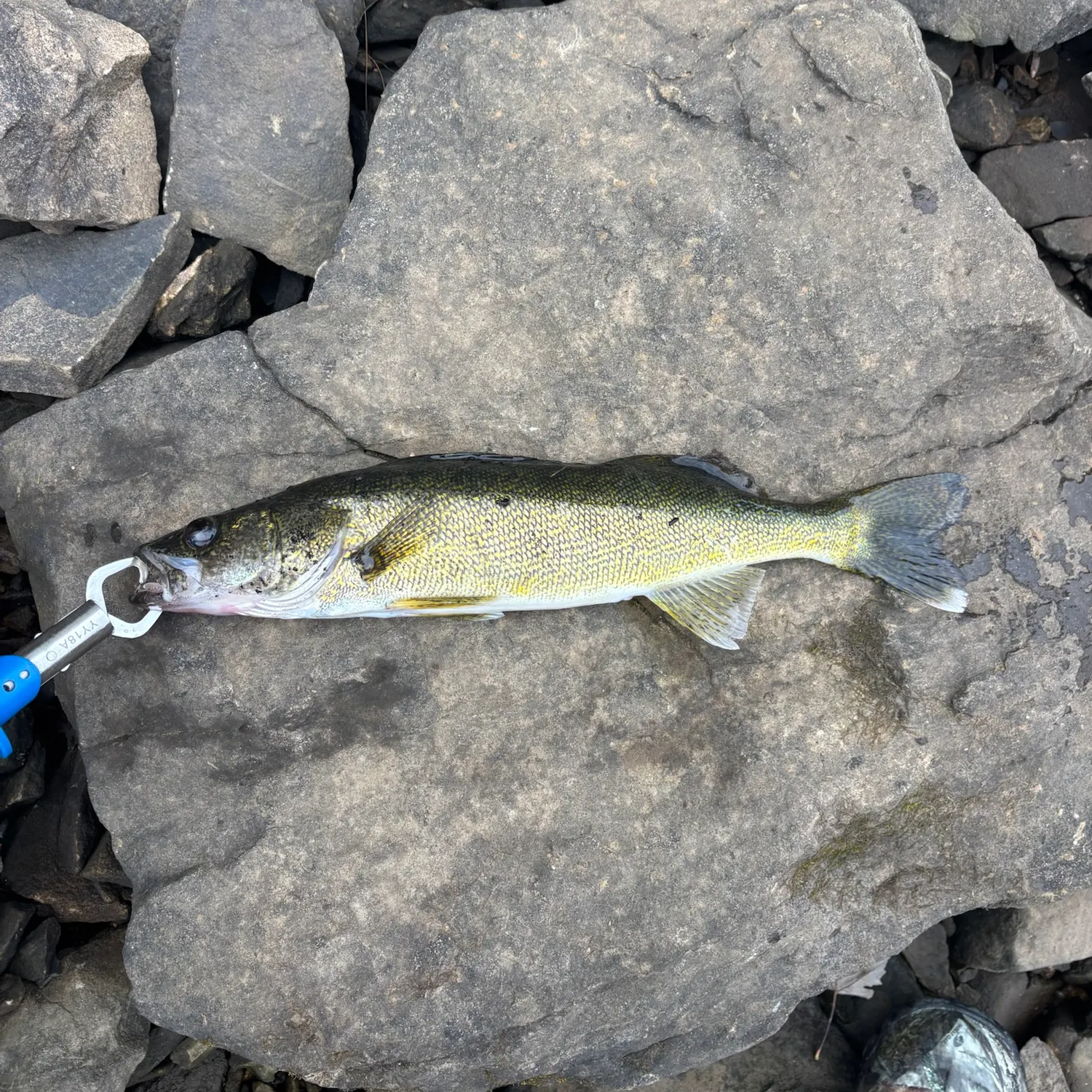 Walleye caught on Fishbrain