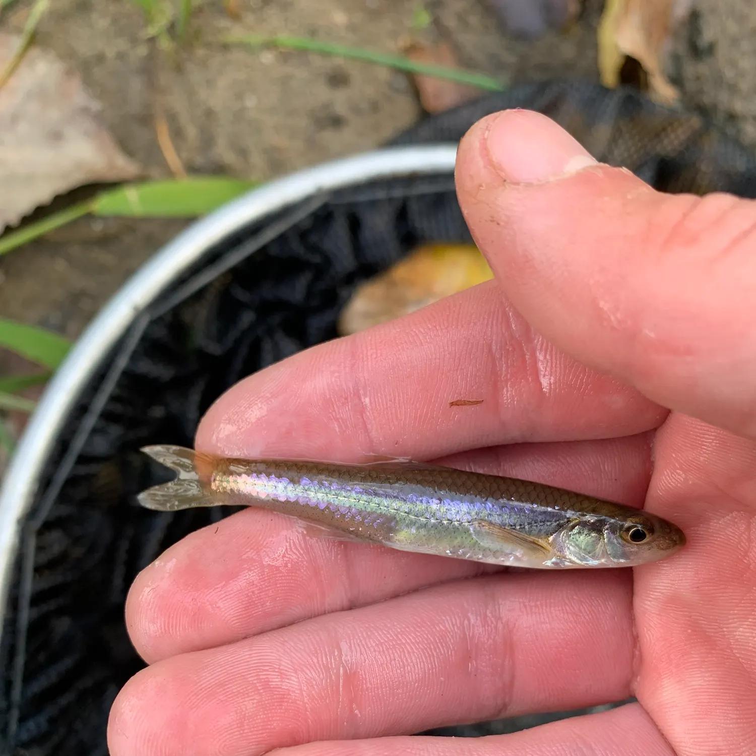 The most recent Mimic shiner catches on Fishbrain