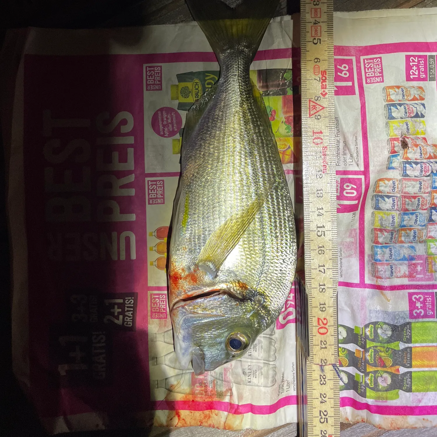recently logged catches