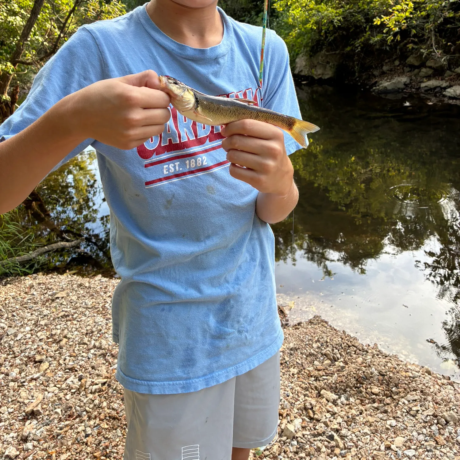 Sea trout caught on Fishbrain