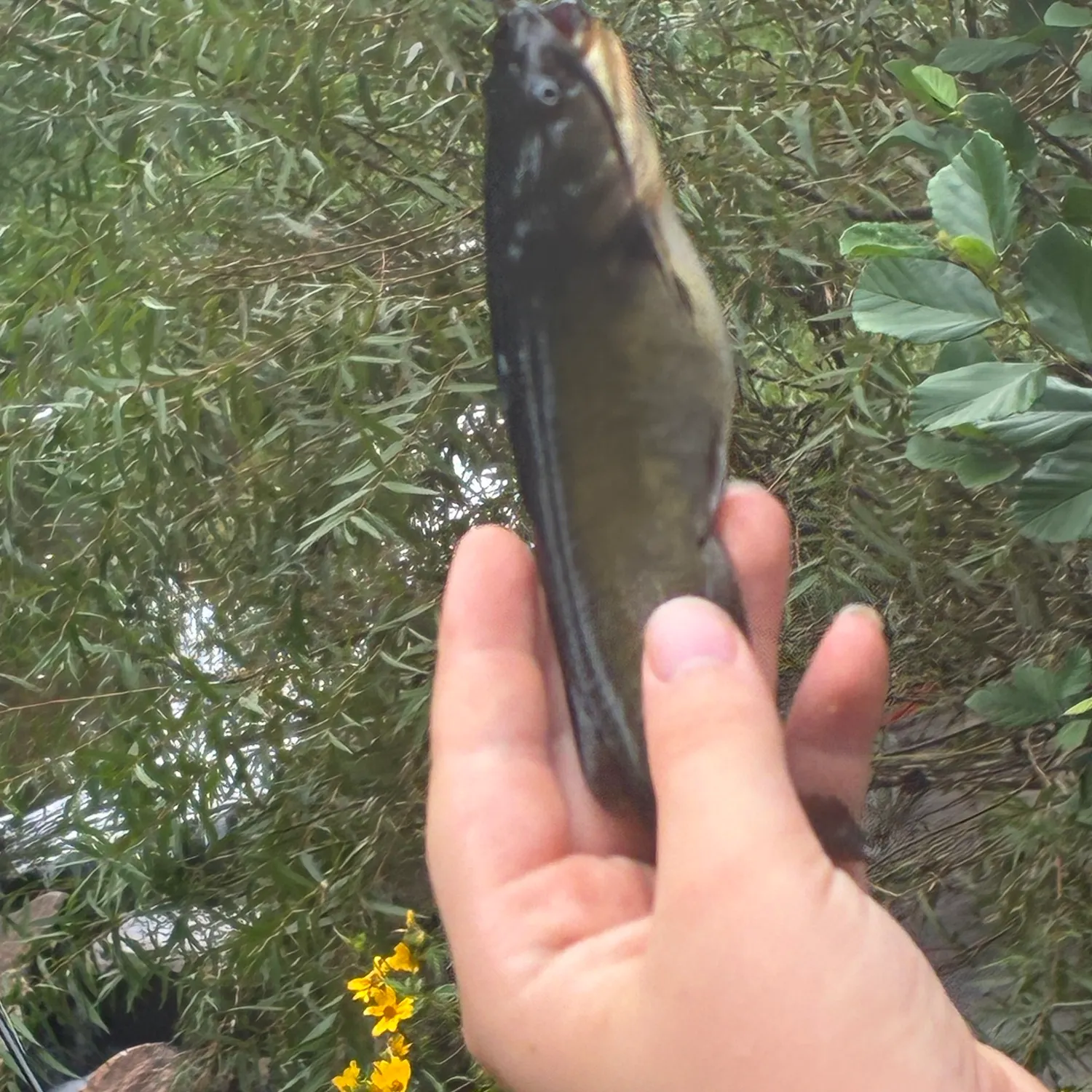 Fish caught on Fishbrain