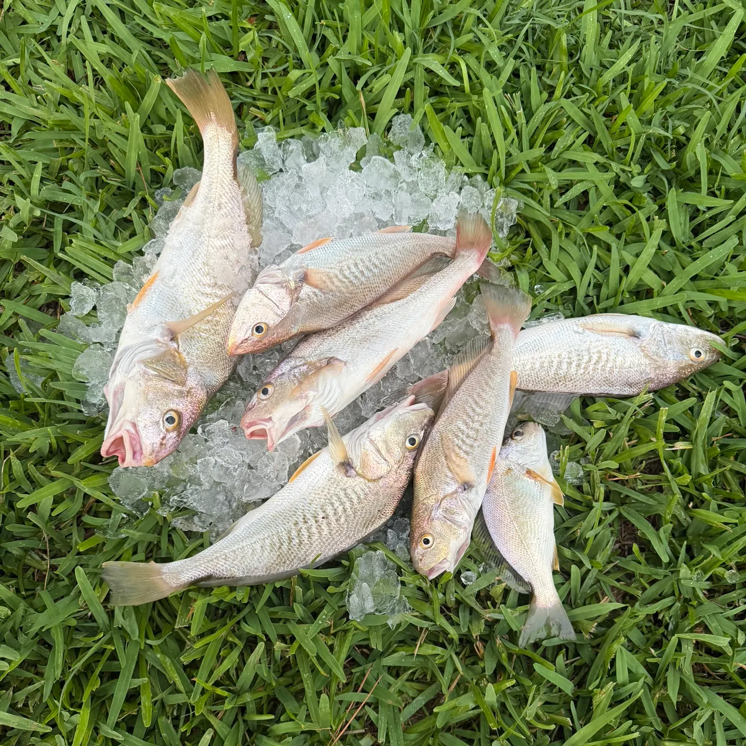 Atlantic croaker caught on Fishbrain