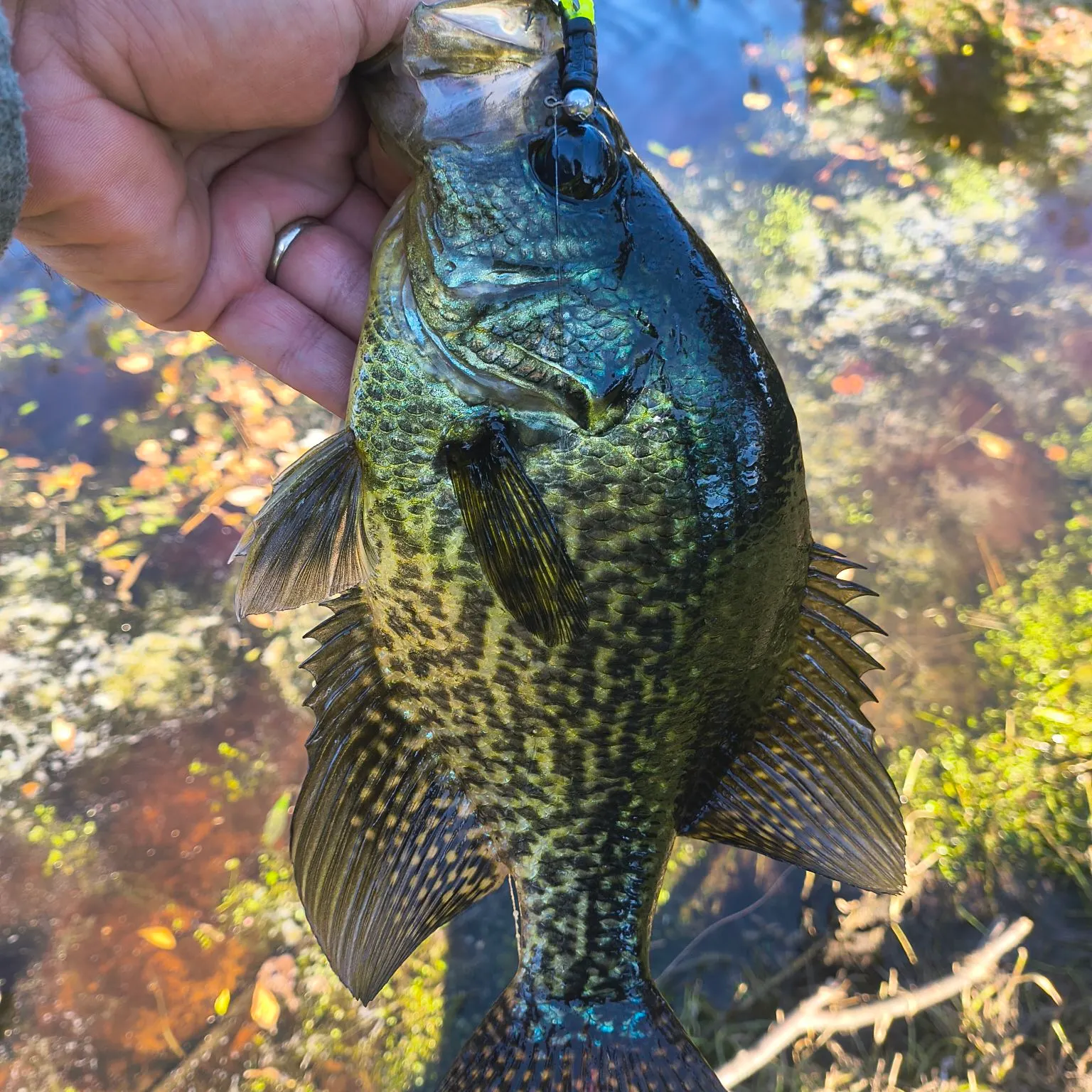 Black crappie caught on Fishbrain