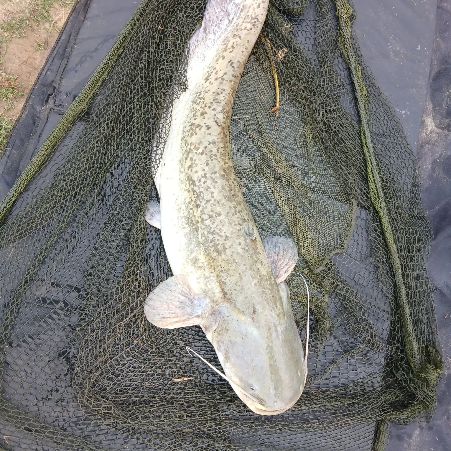 The most recent Wels catfish catches on Fishbrain
