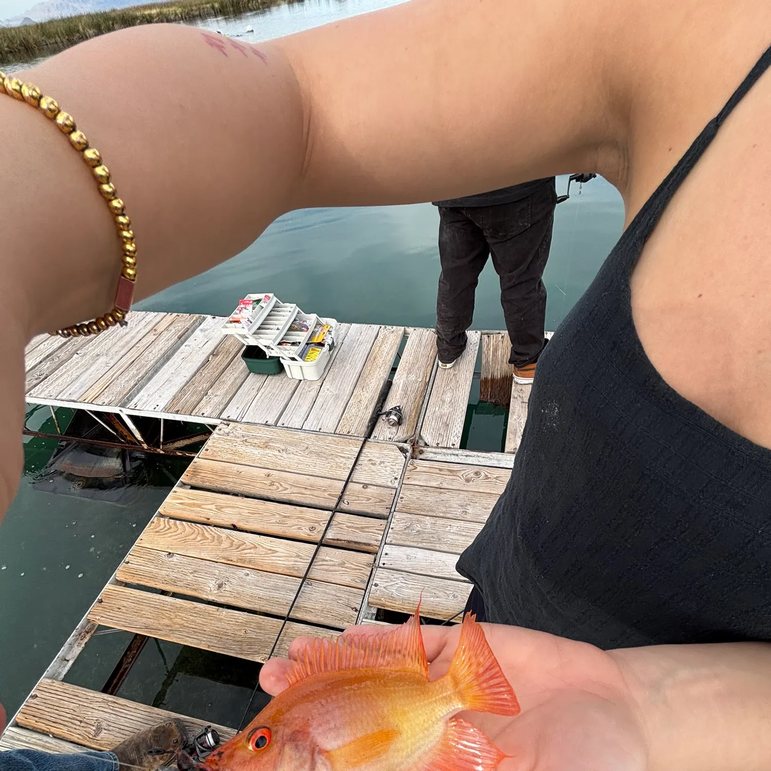 The most recent Midas cichlid catches on Fishbrain