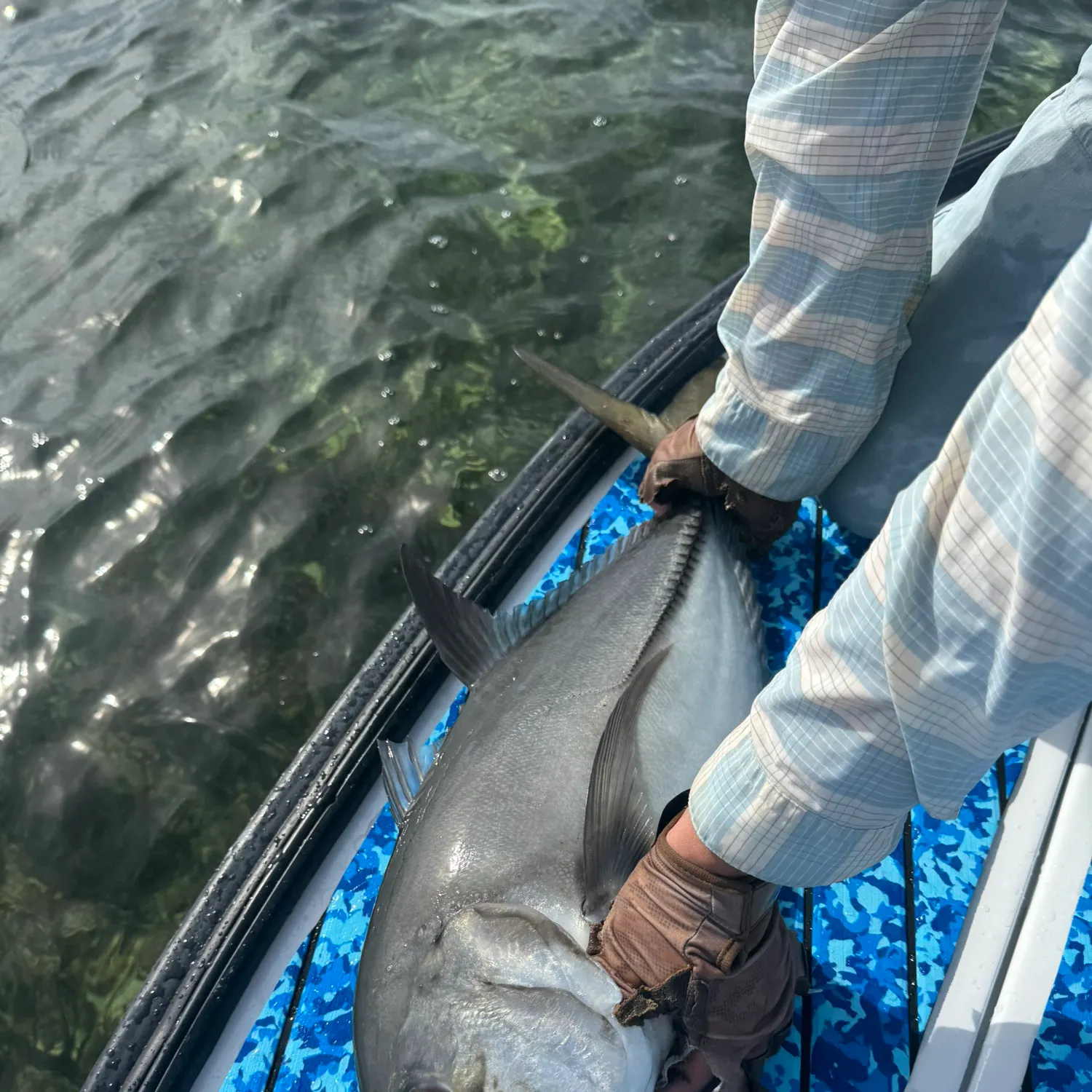 The most recent Horse-eye jack catches on Fishbrain