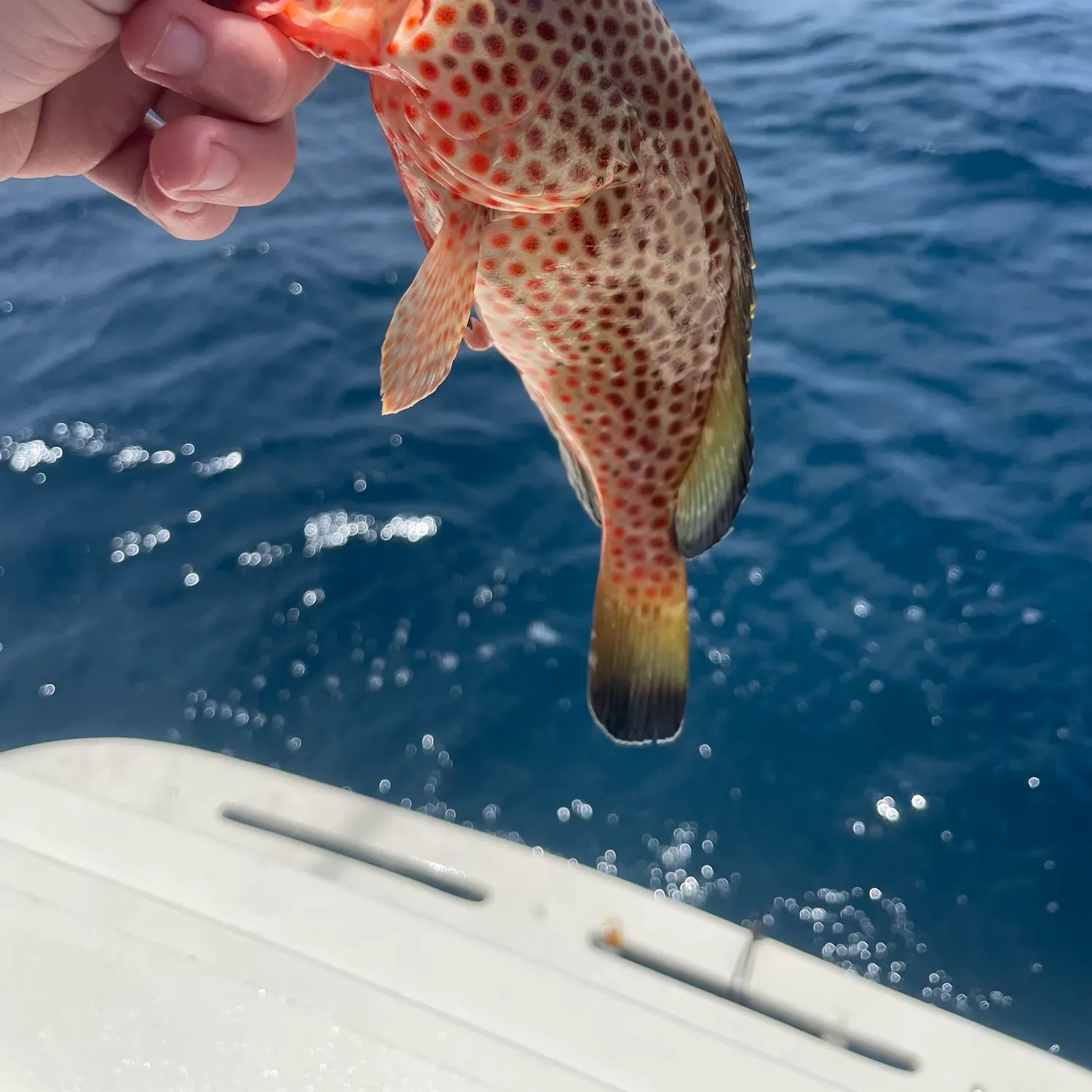 The most recent Speckled hind catches on Fishbrain