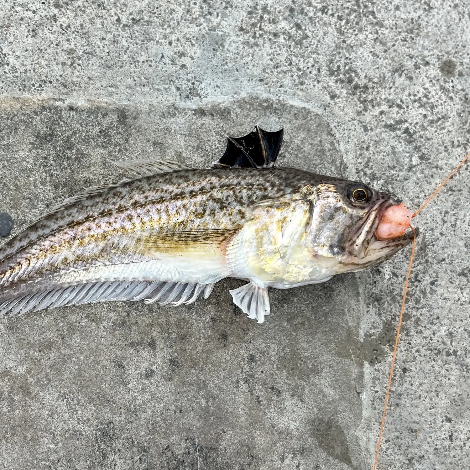 The most recent Lesser weever catches on Fishbrain