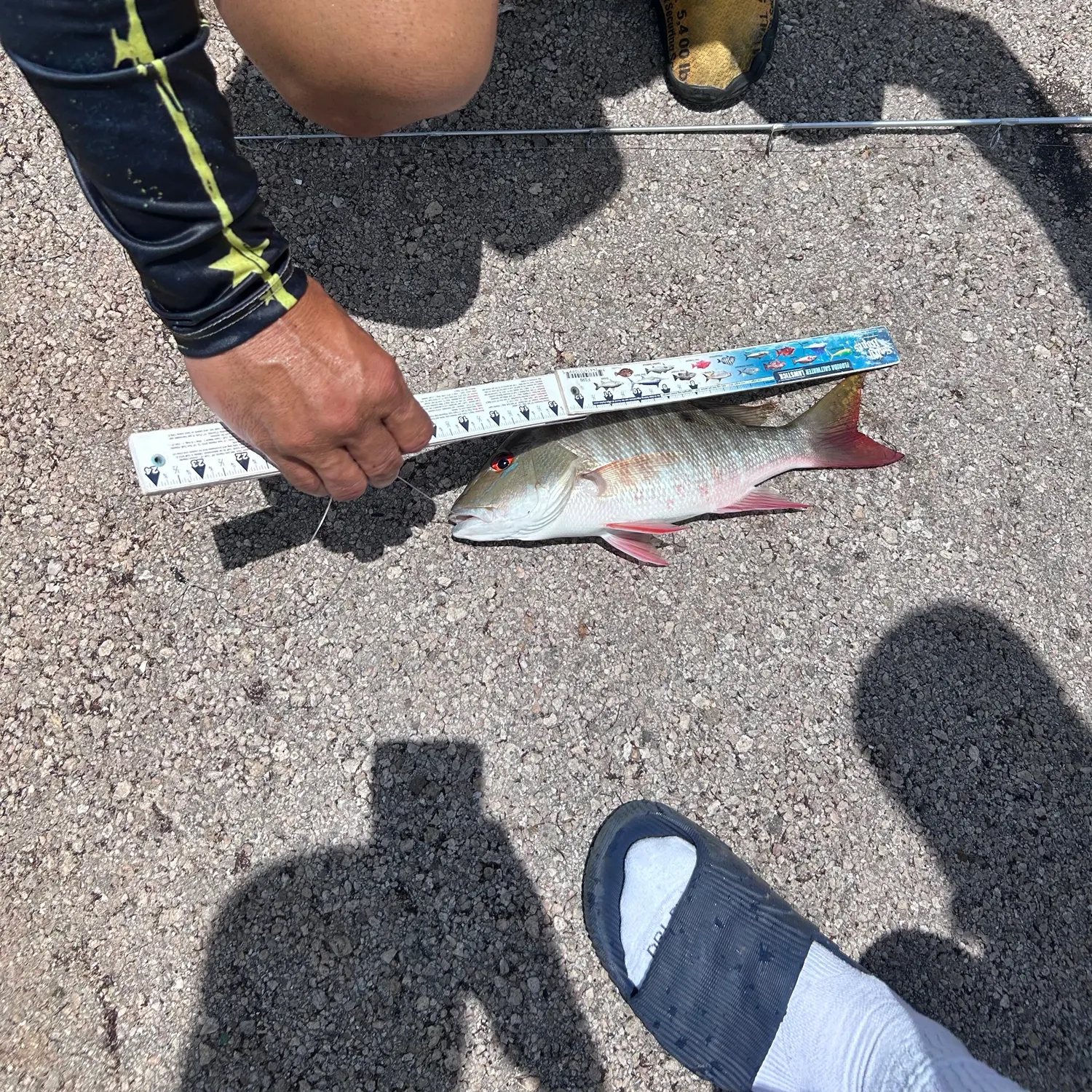 The most recent Mutton snapper catches on Fishbrain
