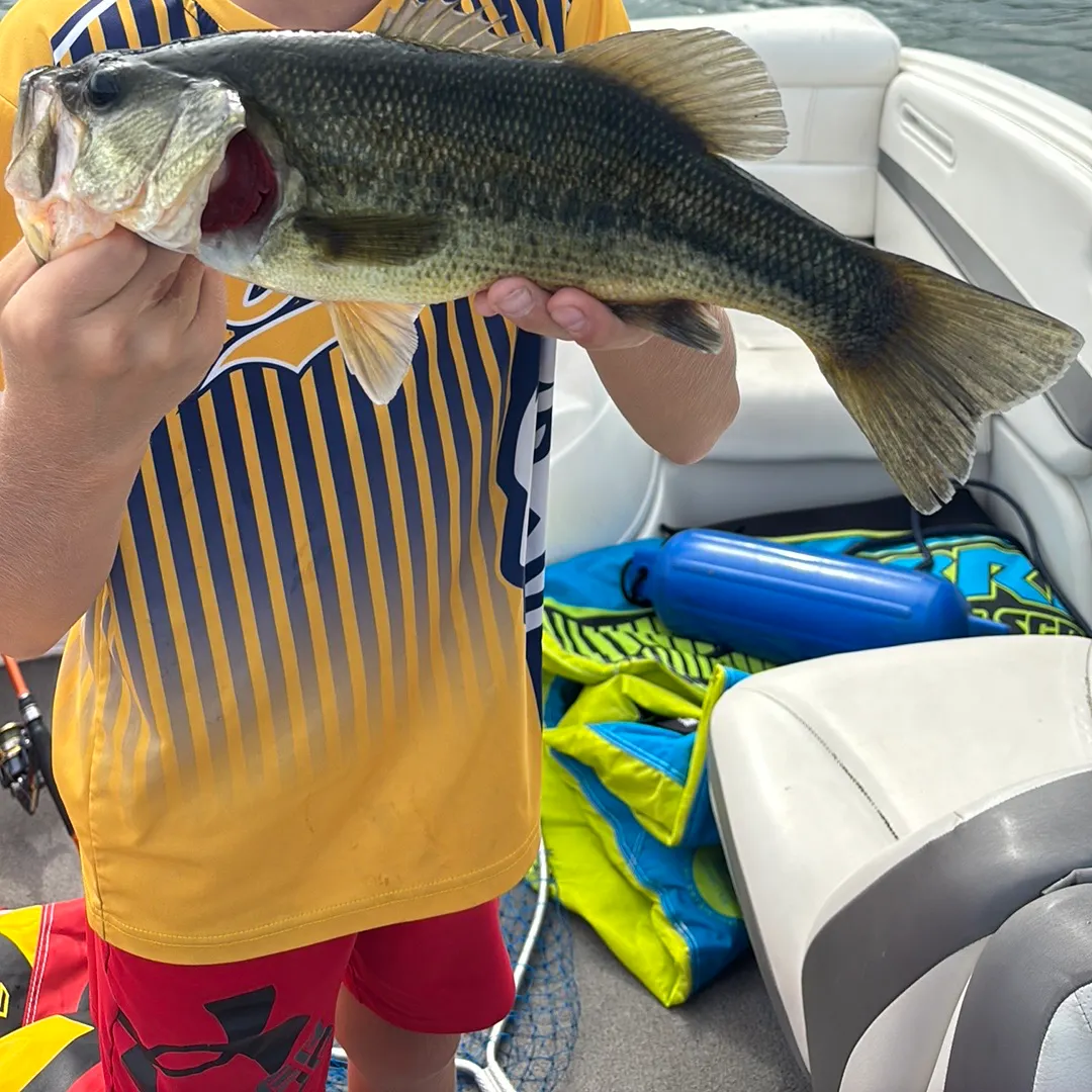 Largemouth bass caught on Fishbrain