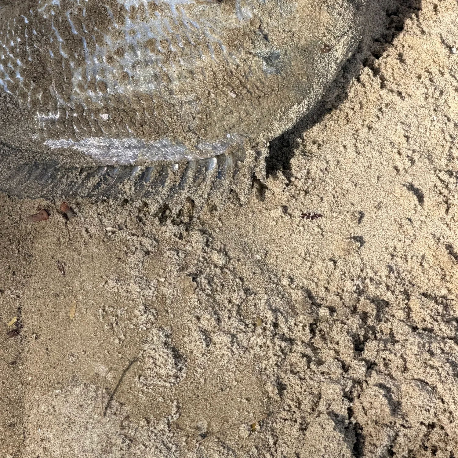 Surf bream caught on Fishbrain