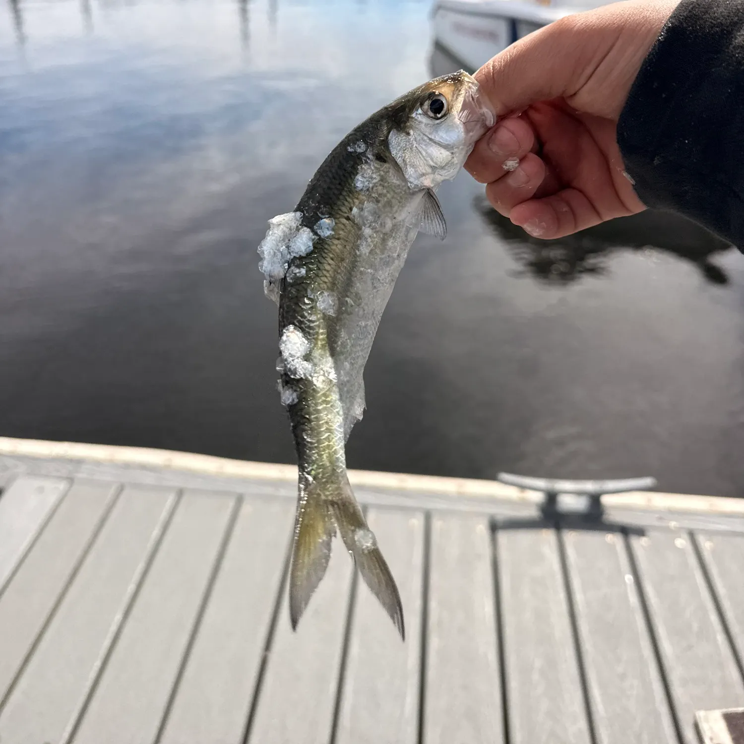 Atlantic herring caught on Fishbrain
